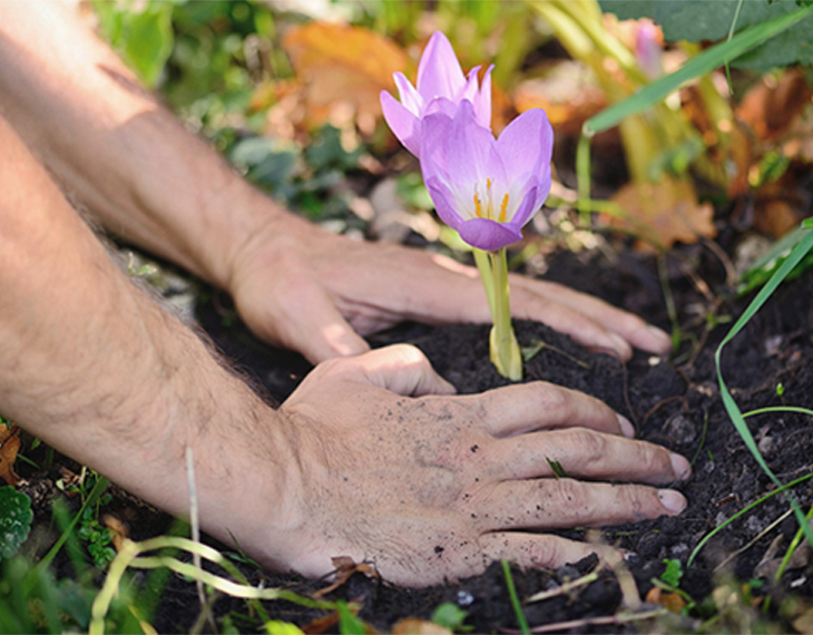 flower-1.jpg